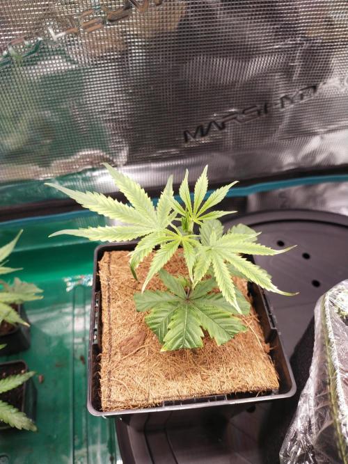 BB#3 gen. 2. Week 3