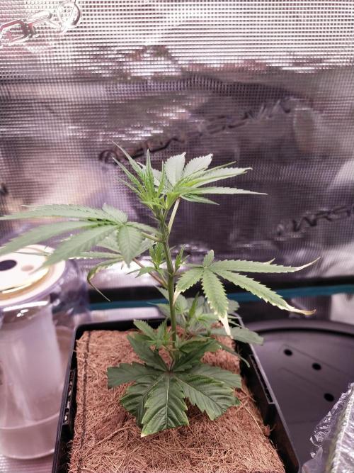 BB#3 gen. 2. Week 3