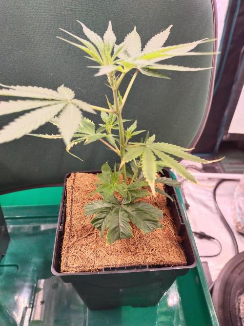 BB#3 gen. 2. Week 3