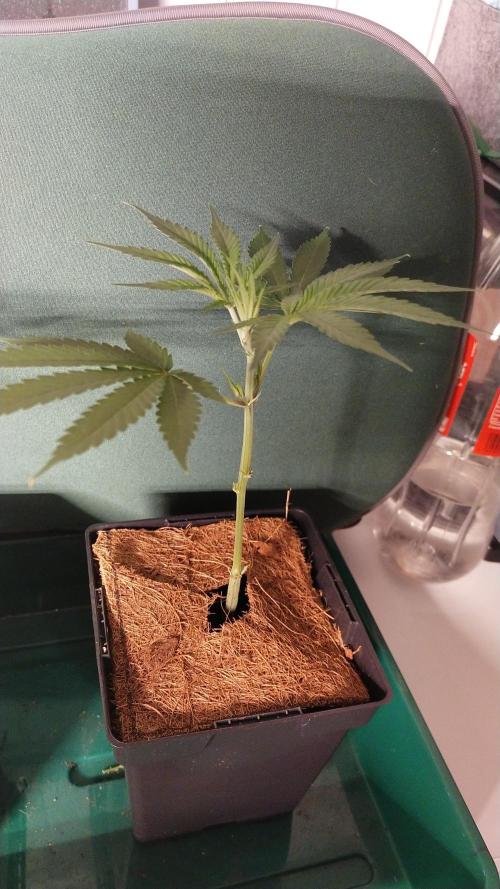 BB#3 gen. 2. Week 3