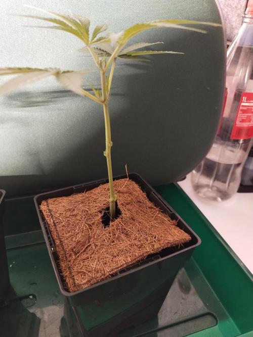 BB#3 gen. 2. Week 3
