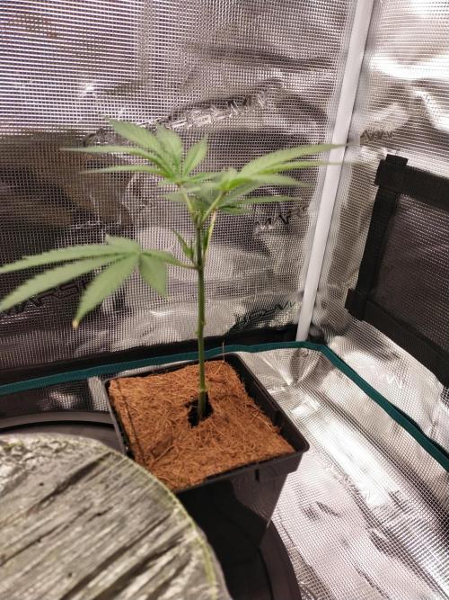 BB#3 gen. 2. Week 3