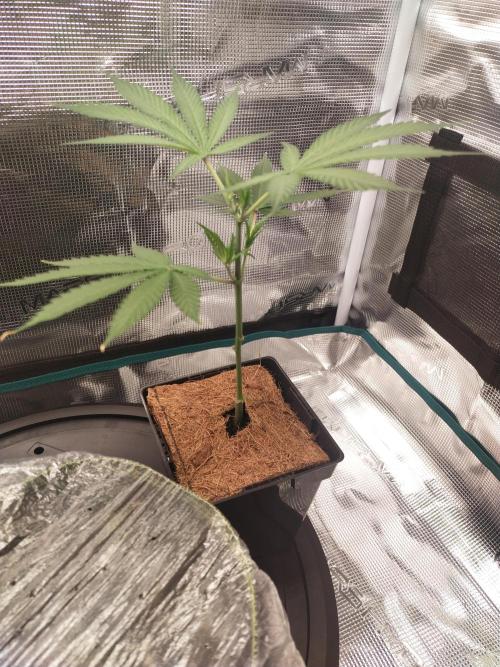 BB#3 gen. 2. Week 3