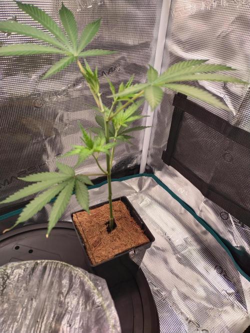 BB#3 gen. 2. Week 3