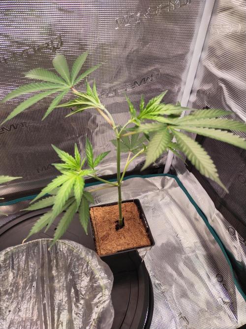 BB#3 gen. 2. Week 3