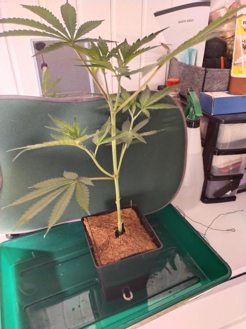 BB#3 gen. 2. Week 3