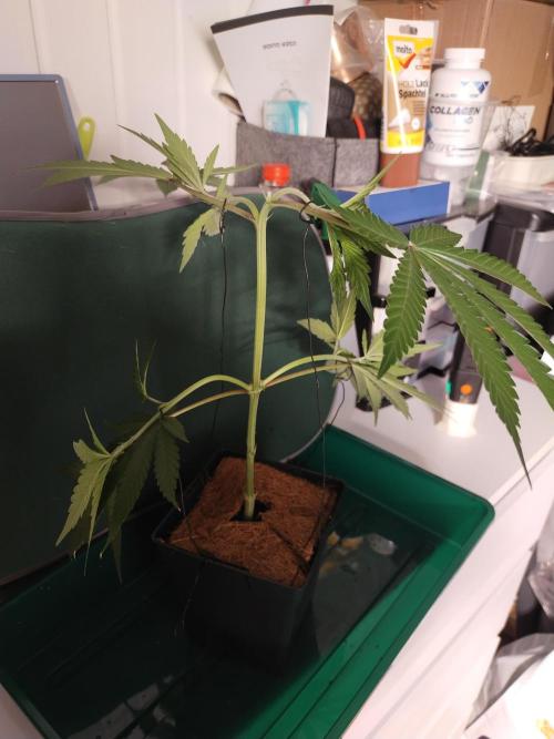 BB#3 gen. 2. Week 3