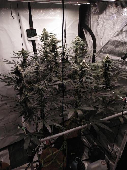 Bruce Banner#3. Week 13