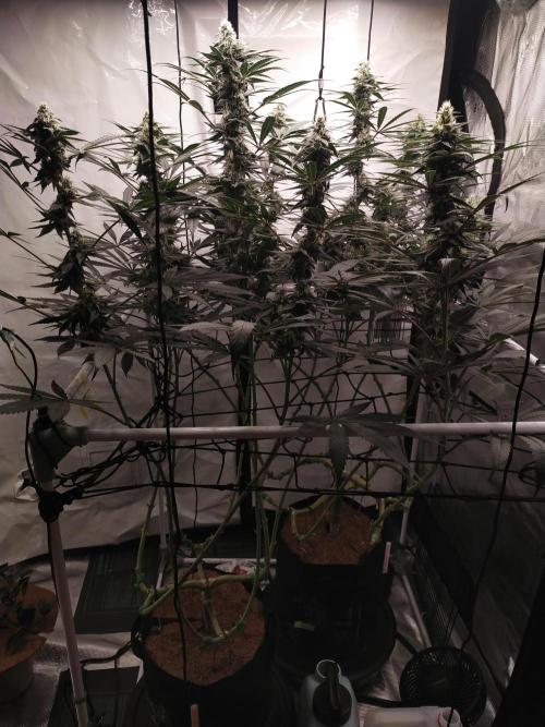 Bruce Banner#3. Week 13