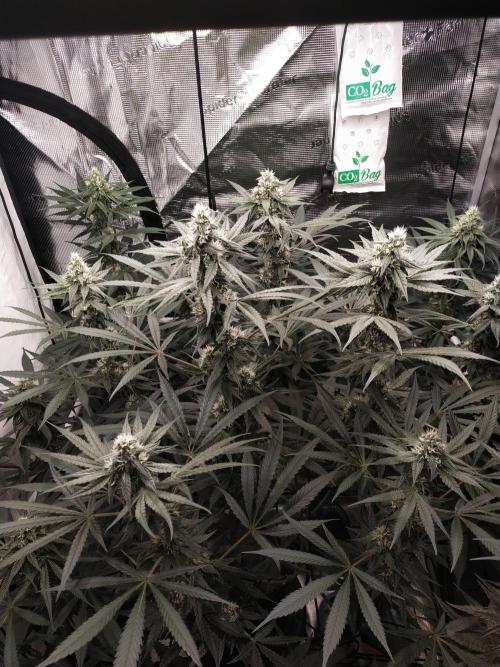 Bruce Banner#3. Week 13