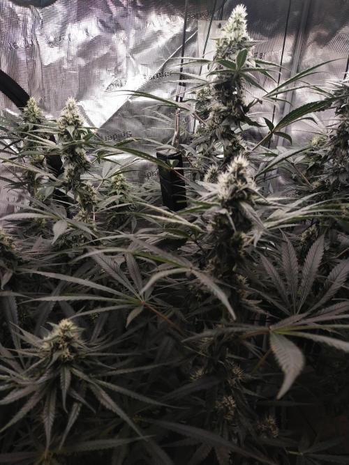 Bruce Banner#3. Week 13