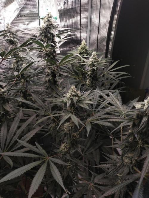 Bruce Banner#3. Week 13