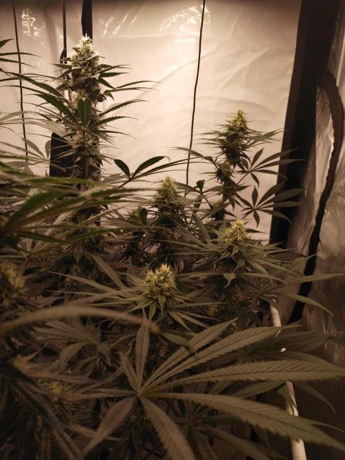 Bruce Banner#3. Week 13