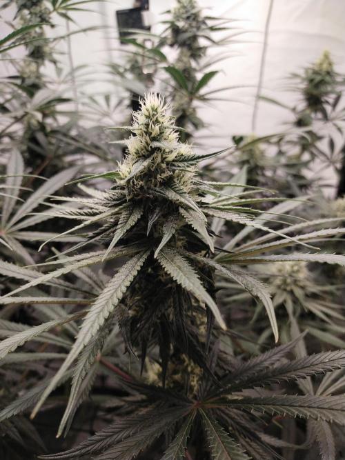 Bruce Banner#3. Week 13