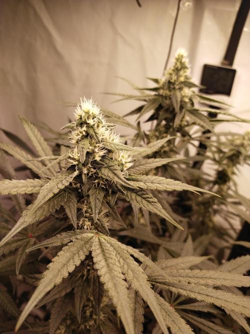 Bruce Banner#3. Week 13