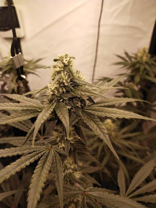 Bruce Banner#3. Week 13