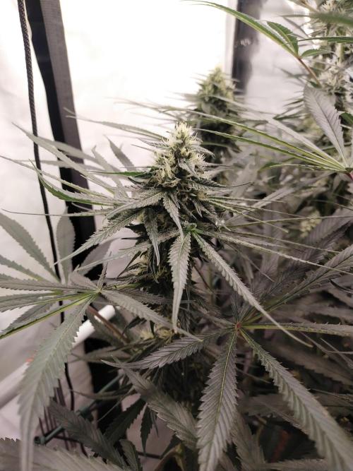 Bruce Banner#3. Week 13