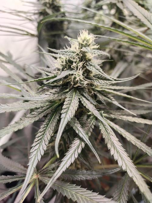 Bruce Banner#3. Week 13