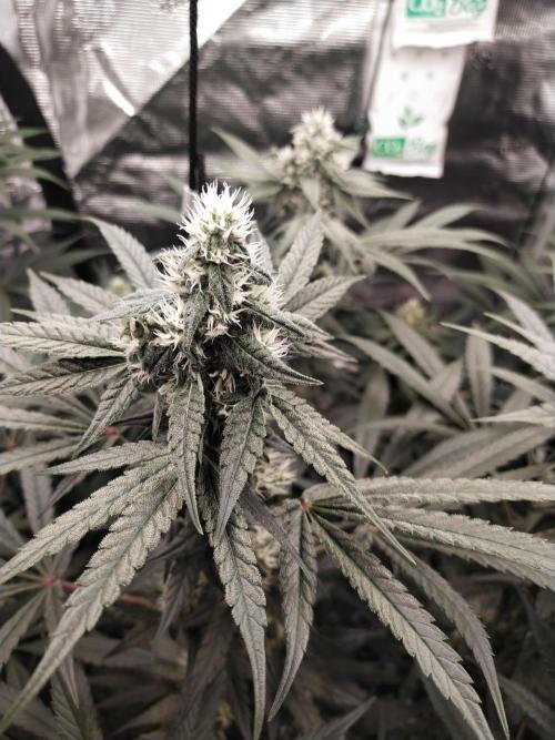 Bruce Banner#3. Week 13