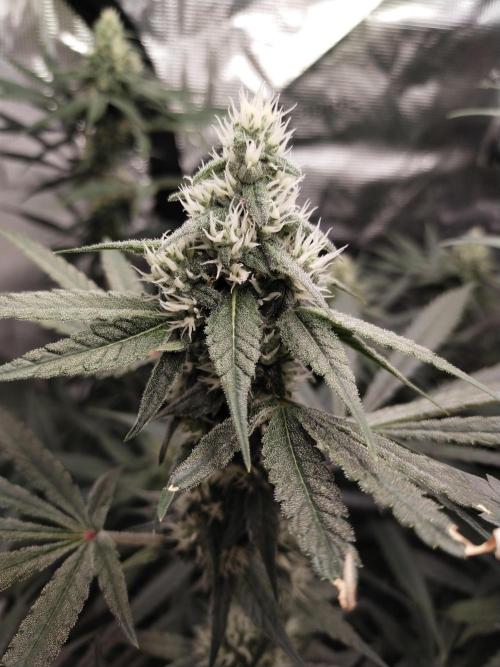Bruce Banner#3. Week 13