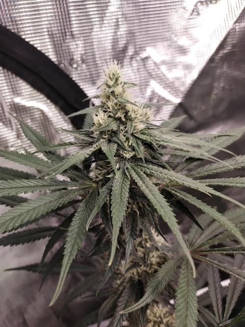 Grow Tent 5x5x6.5 150x150x200. Week 13