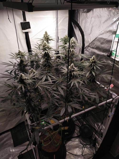 Bruce Banner#3. Week 14
