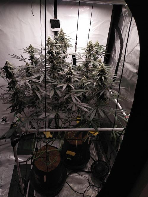 Bruce Banner#3. Week 14