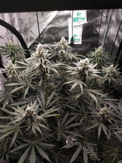Bruce Banner#3. Week 14