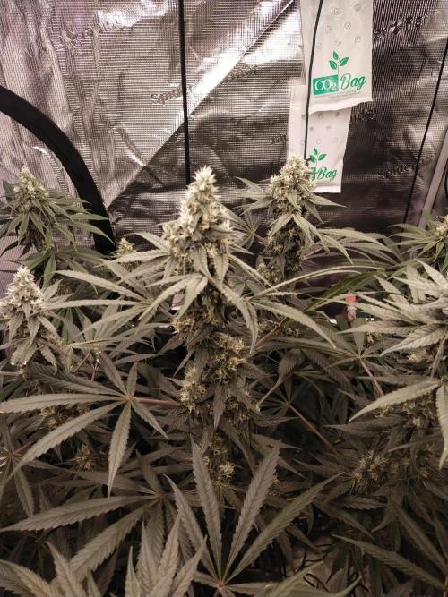 Bruce Banner#3. Week 14