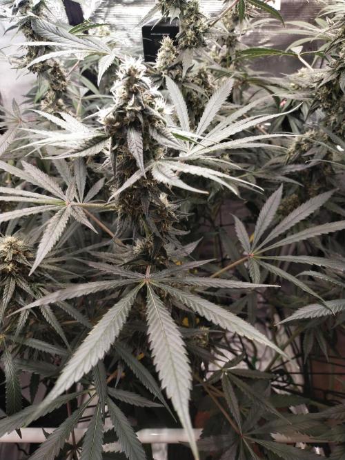 Bruce Banner#3. Week 14