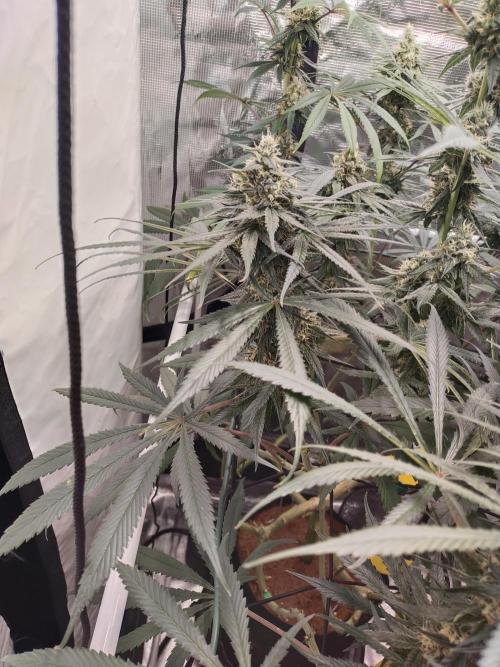 Bruce Banner#3. Week 14