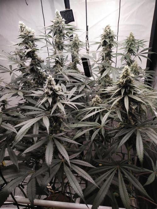 Bruce Banner#3. Week 14