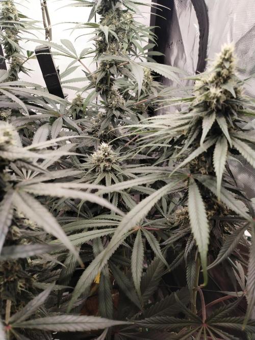 Bruce Banner#3. Week 14