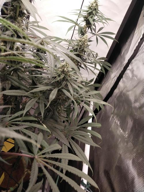 Bruce Banner#3. Week 14