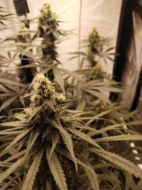 Bruce Banner#3. Week 14