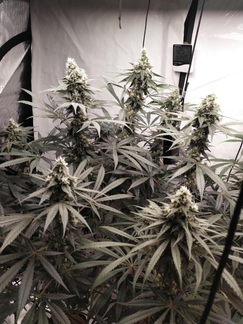 Bruce Banner#3. Week 14
