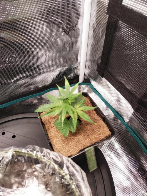 BB#3 gen. 2. Week 3