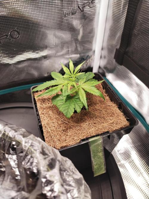 BB#3 gen. 2. Week 3