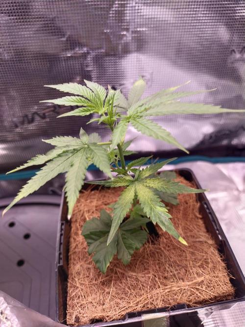 BB#3 gen. 2. Week 3