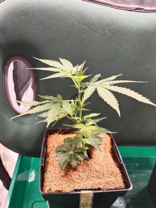 BB#3 gen. 2. Week 3