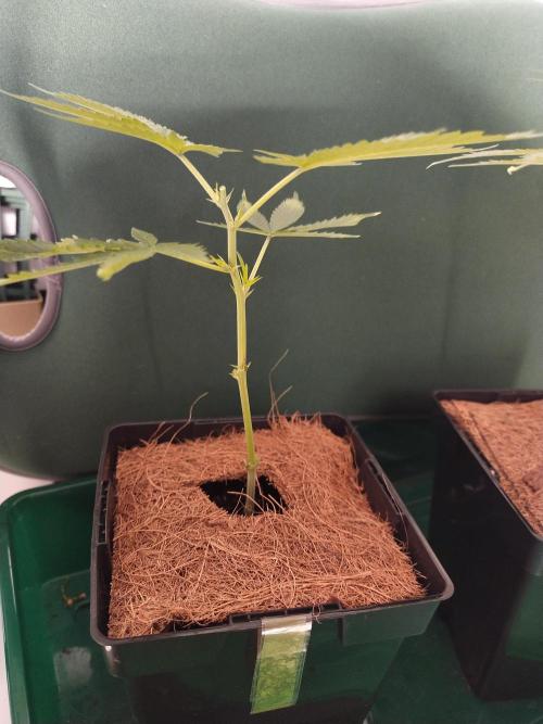 BB#3 gen. 2. Week 3