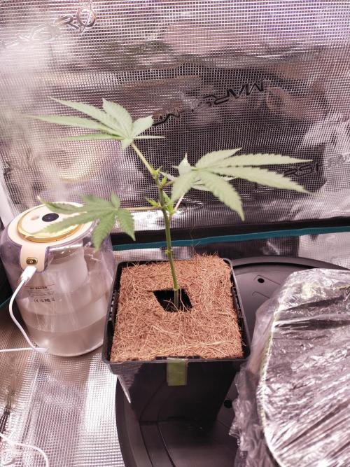 BB#3 gen. 2. Week 3