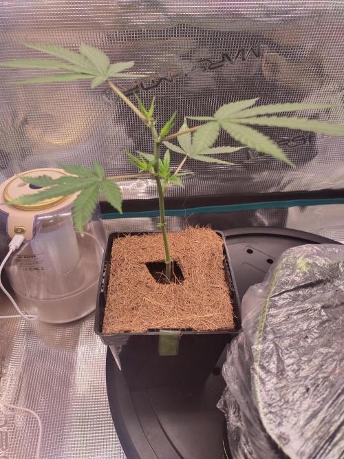 BB#3 gen. 2. Week 3