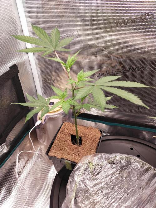 BB#3 gen. 2. Week 3