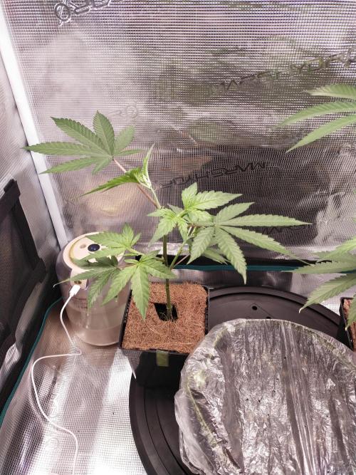 BB#3 gen. 2. Week 3