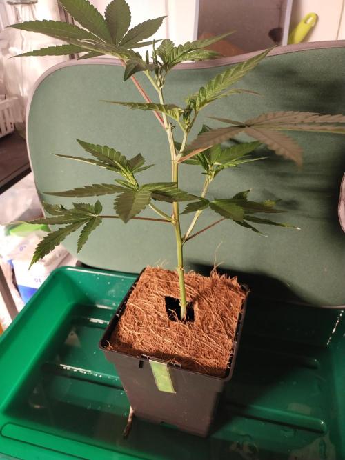 BB#3 gen. 2. Week 3