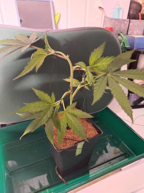 Grow Tent 60x60x90. Week 3