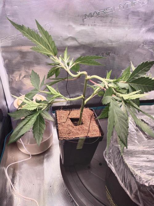 BB#3 gen. 2. Week 4