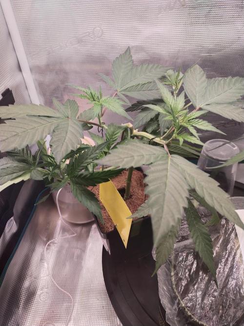 BB#3 gen. 2. Week 4