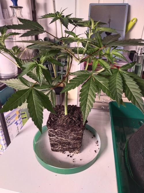BB#3 gen. 2. Week 4